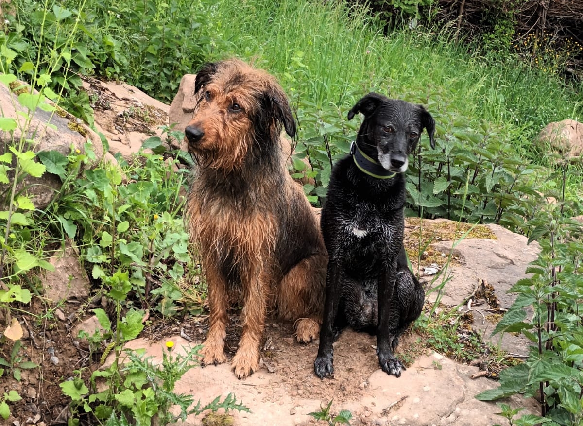 Wäller von der Straubenhalde